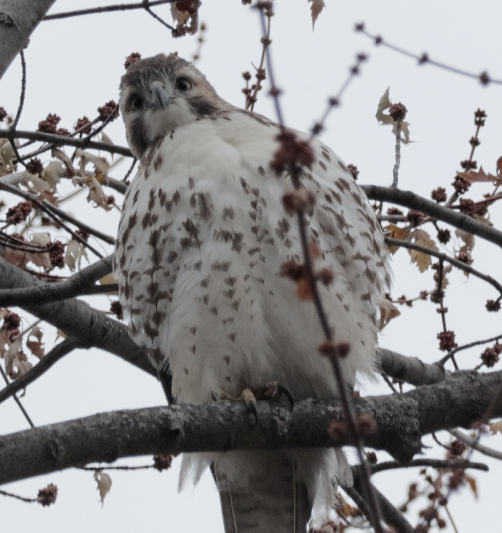 Red-tailed Hawk - ML646529434