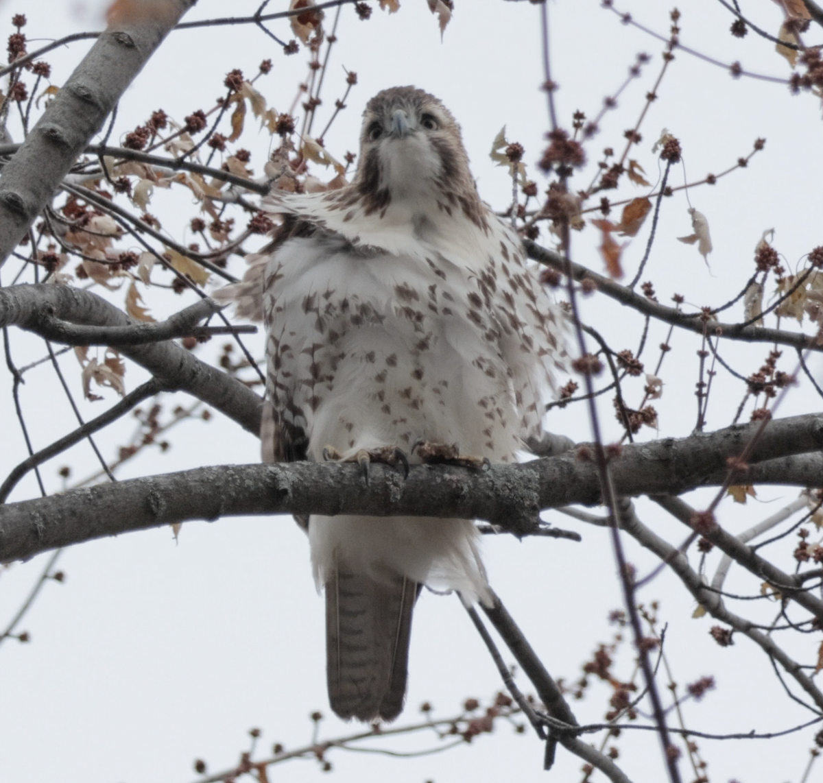 Red-tailed Hawk - ML646529436
