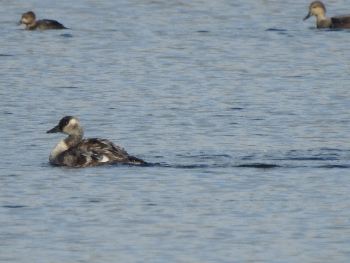 goose sp. - ML646529437