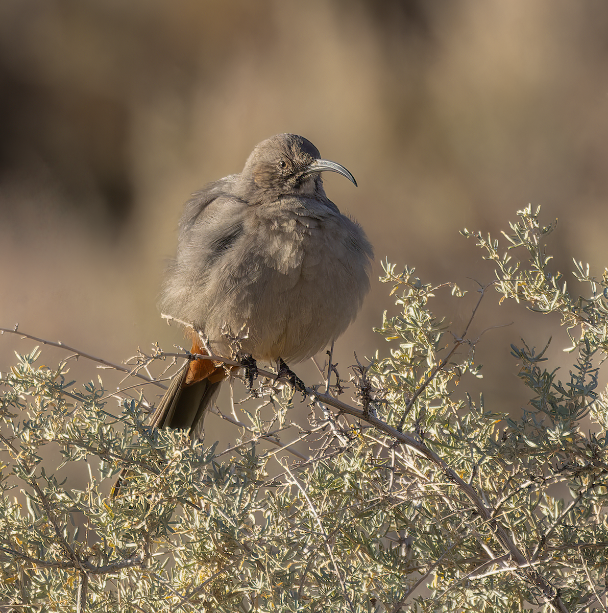 Crissal Thrasher - ML646529438