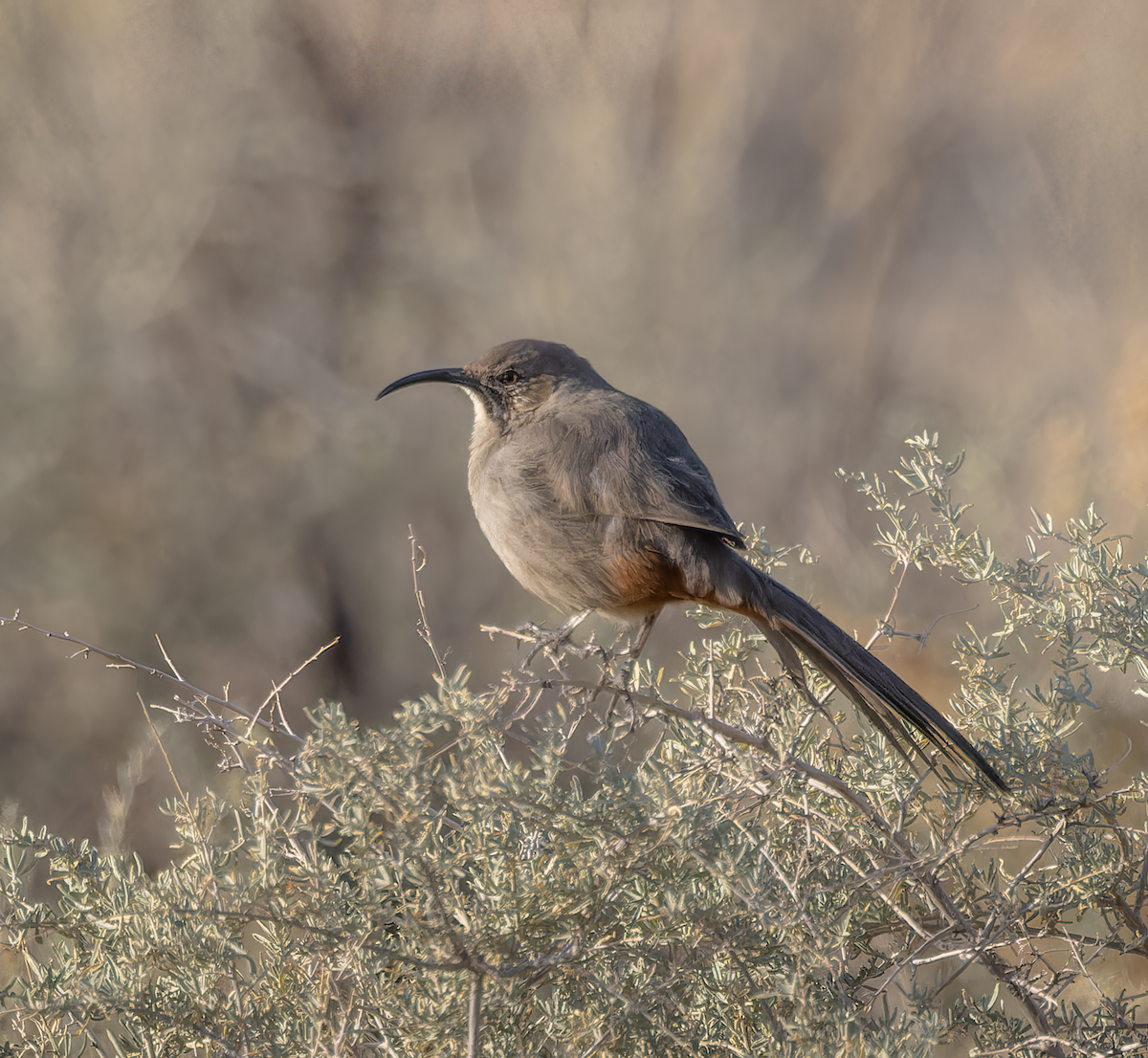 Crissal Thrasher - ML646529439