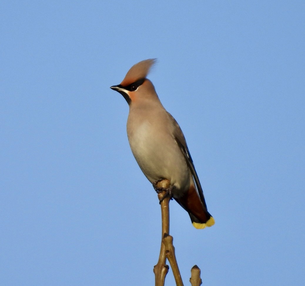 Bohemian Waxwing - ML646529441