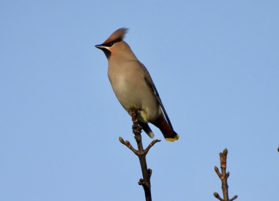 Bohemian Waxwing - ML646529442