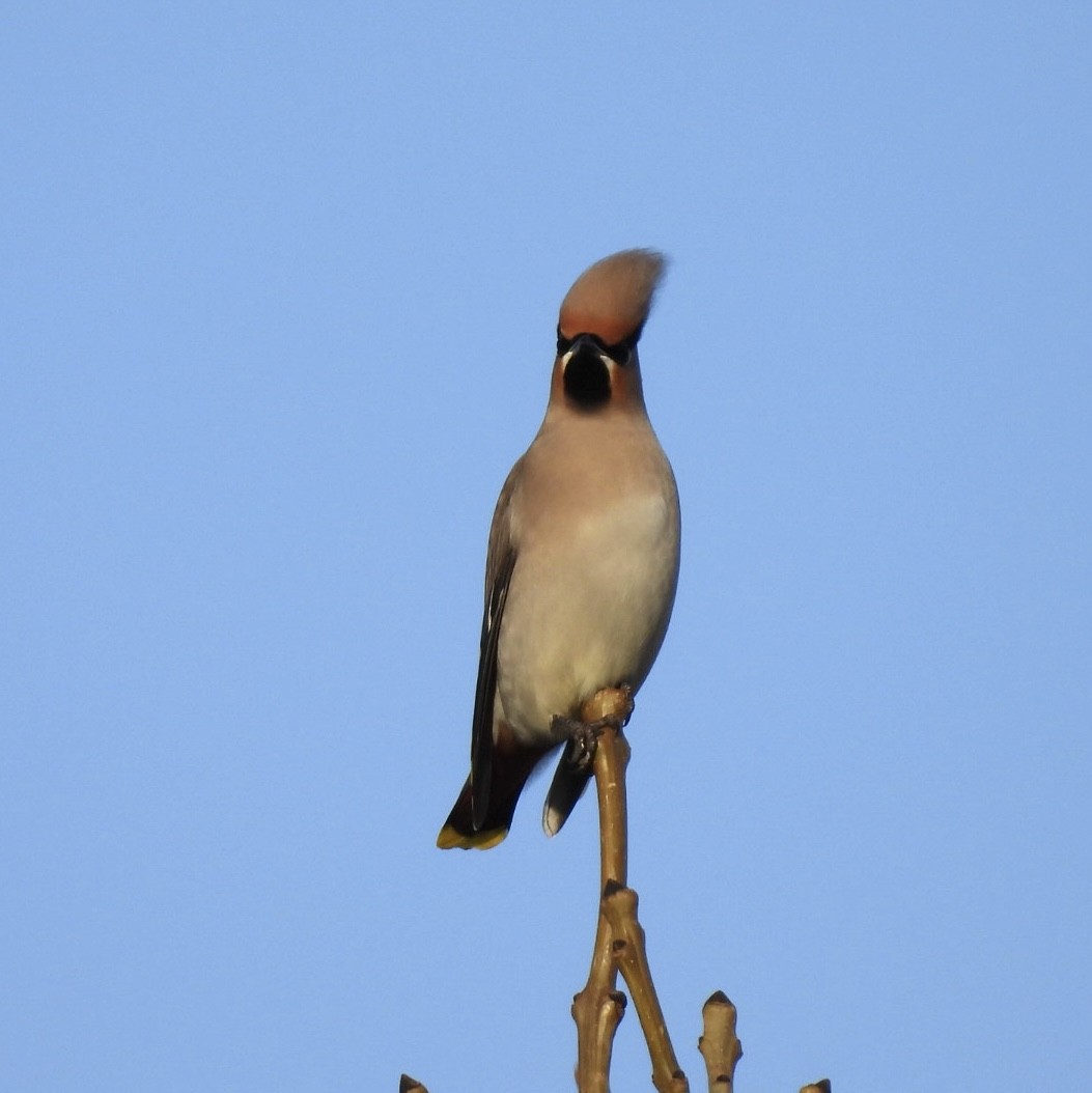 Bohemian Waxwing - ML646529443