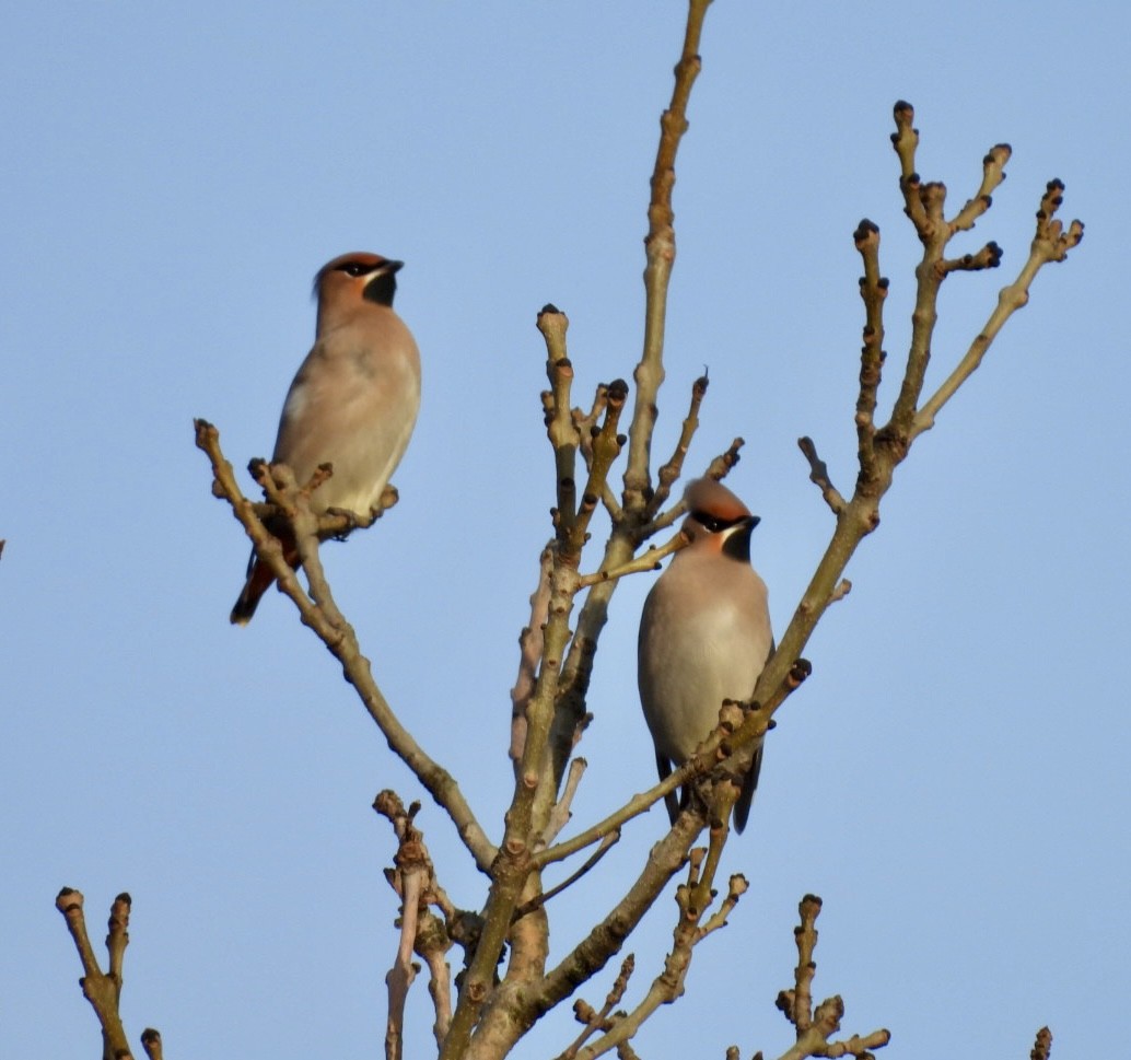 Bohemian Waxwing - ML646529444