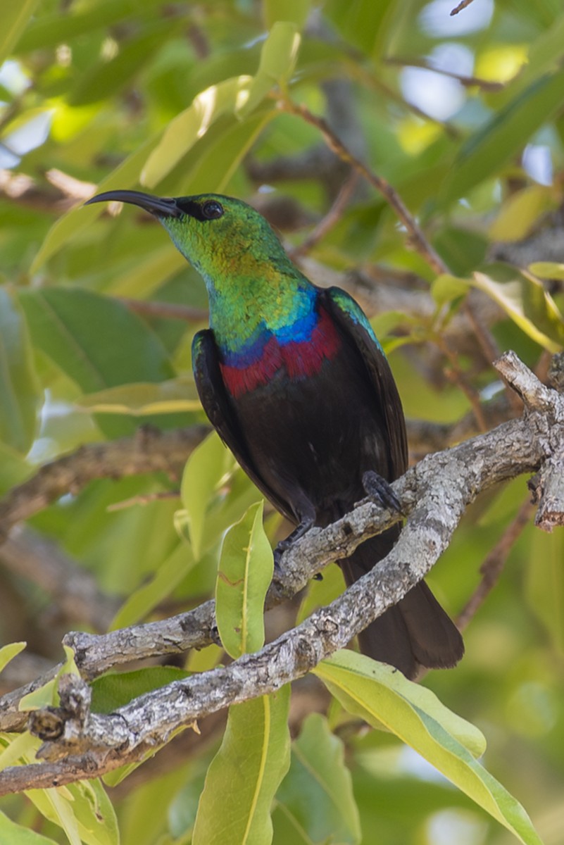 Marico Sunbird - ML646529445