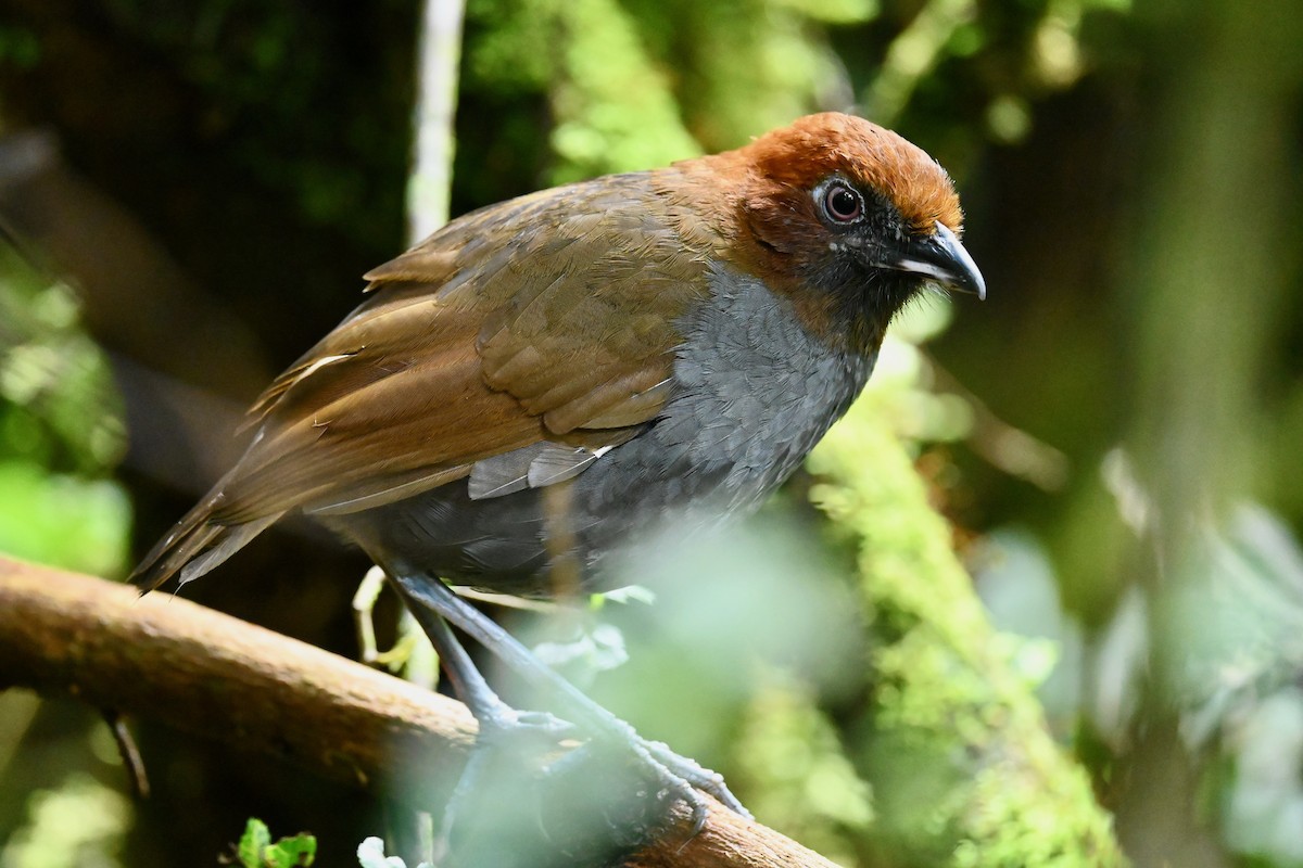 Chestnut-naped Antpitta - ML646529446