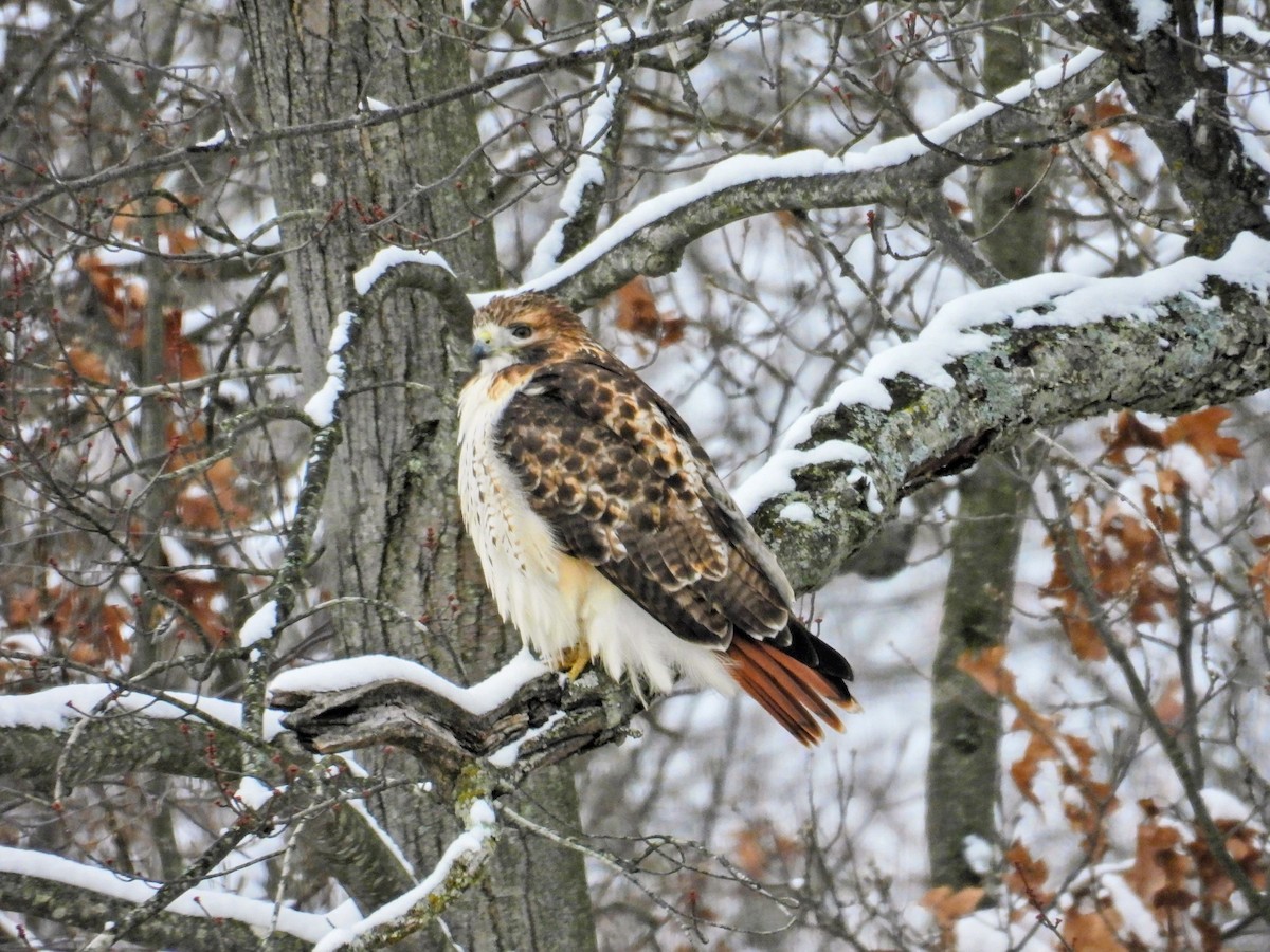Red-tailed Hawk (borealis) - ML646529450