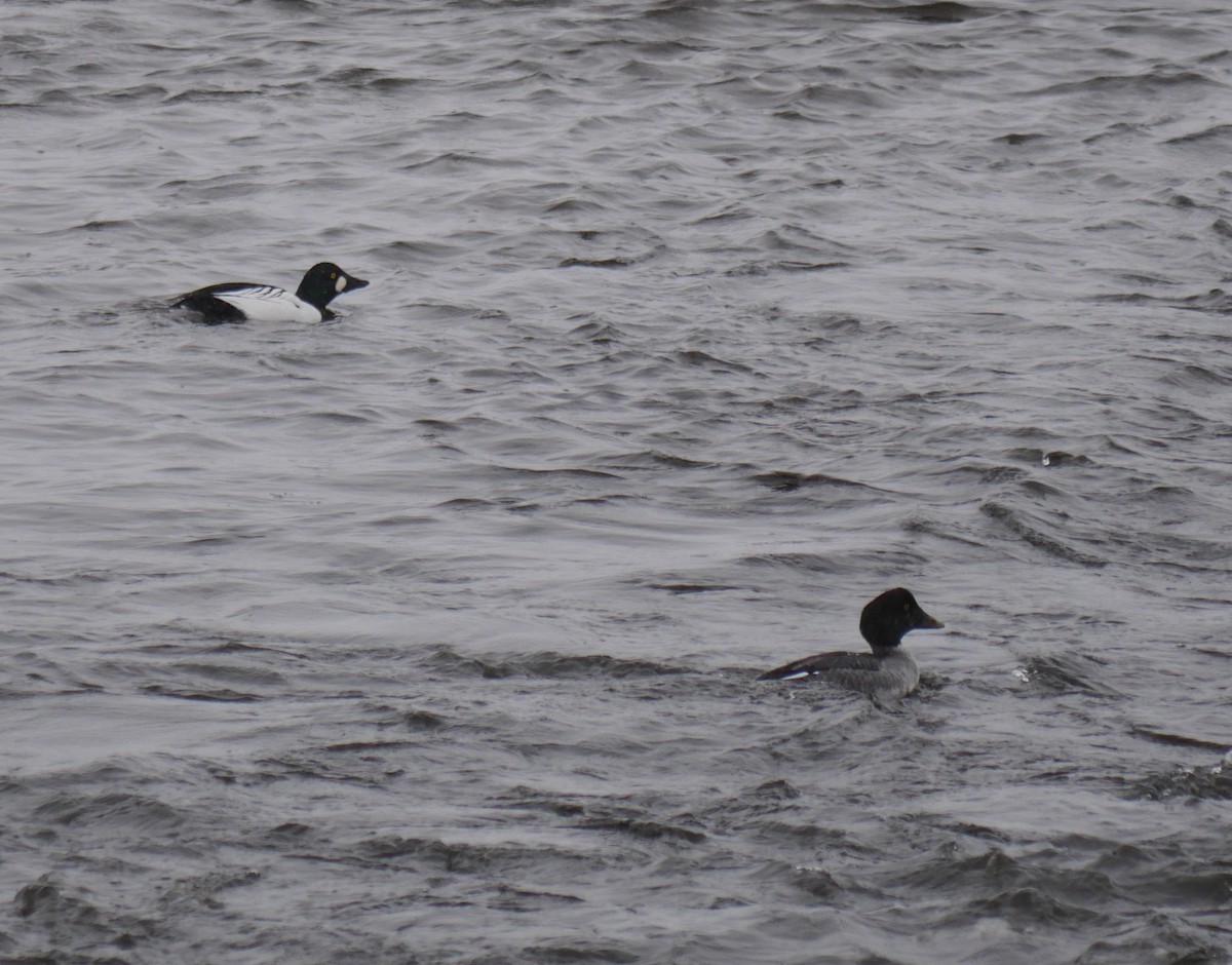Common Goldeneye - ML646529453