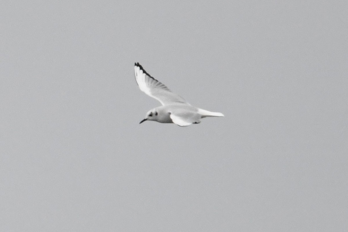 Bonaparte's Gull - ML646529454