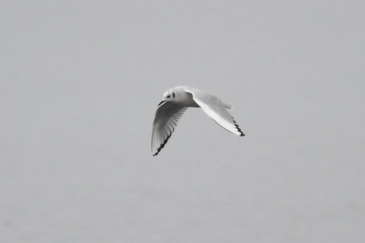 Bonaparte's Gull - ML646529455