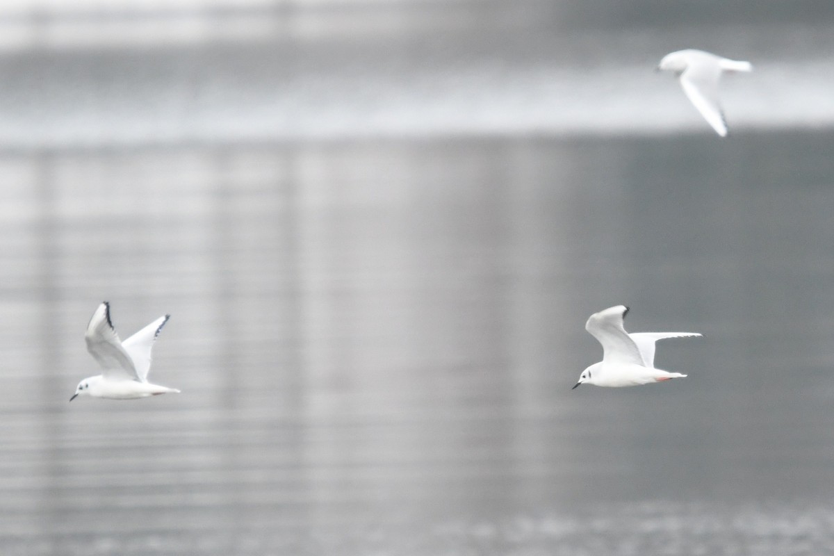 Bonaparte's Gull - ML646529456