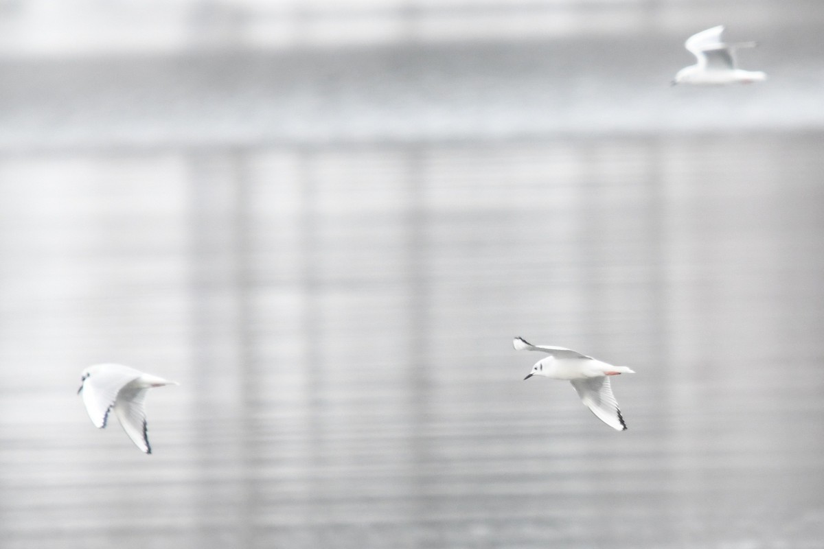 Bonaparte's Gull - ML646529457