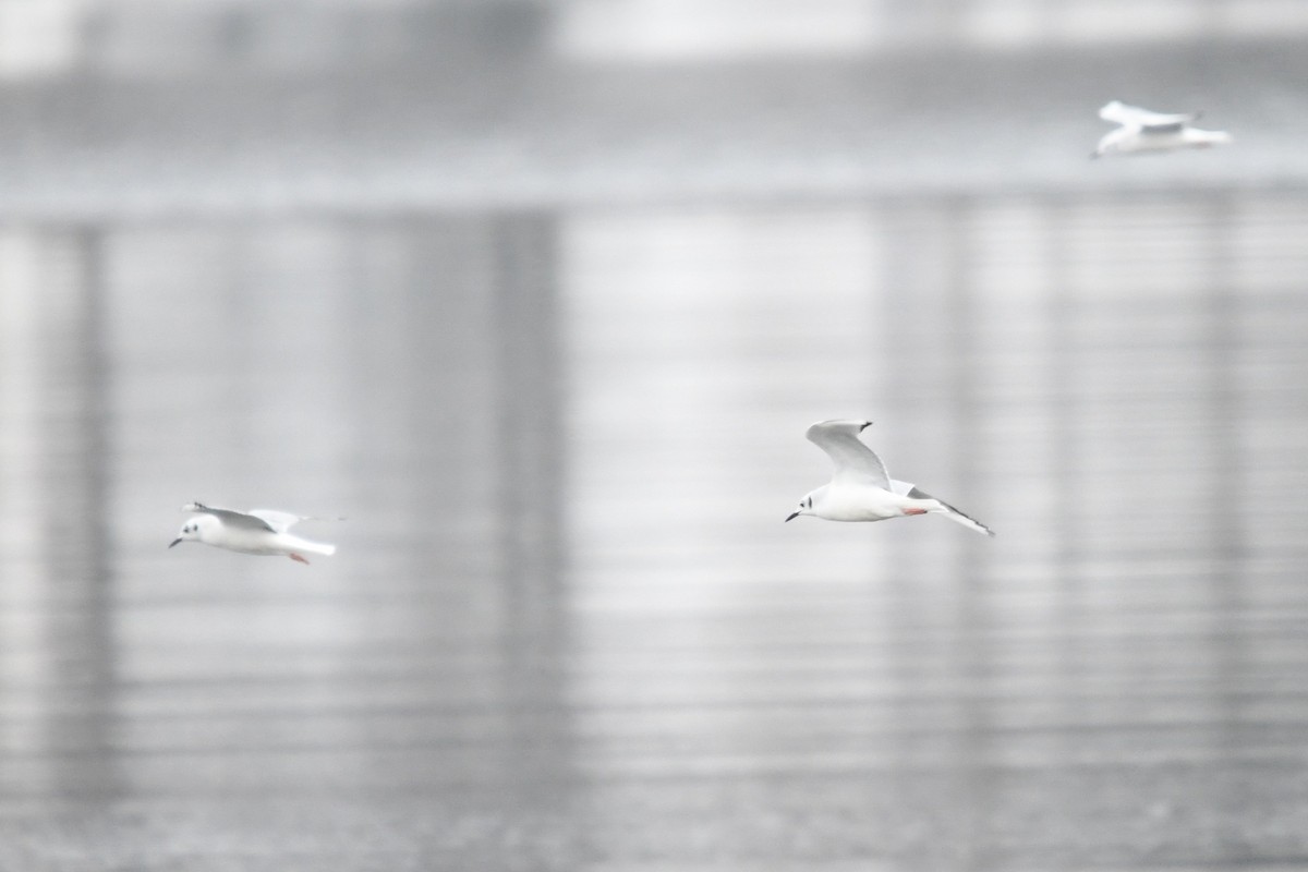 Bonaparte's Gull - ML646529458