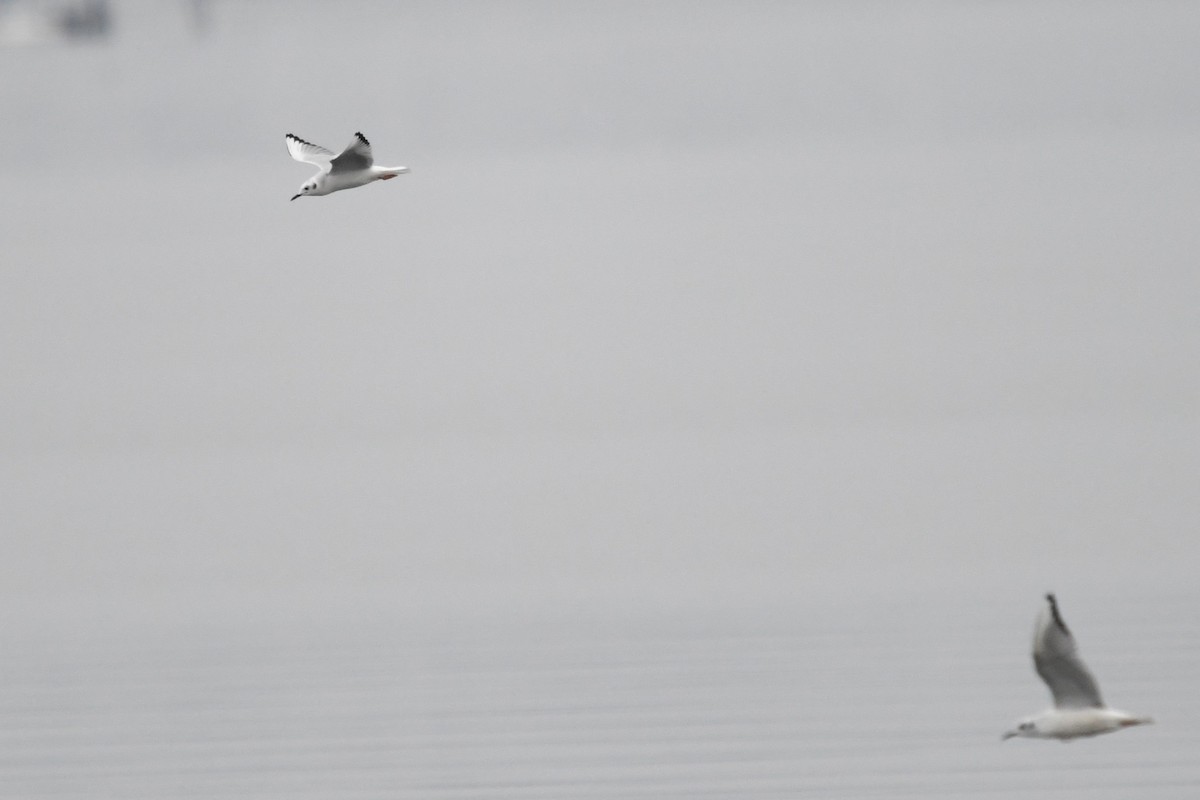 Bonaparte's Gull - ML646529459
