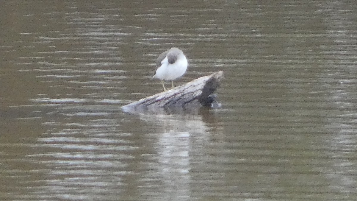 pisík americký - ML646529462