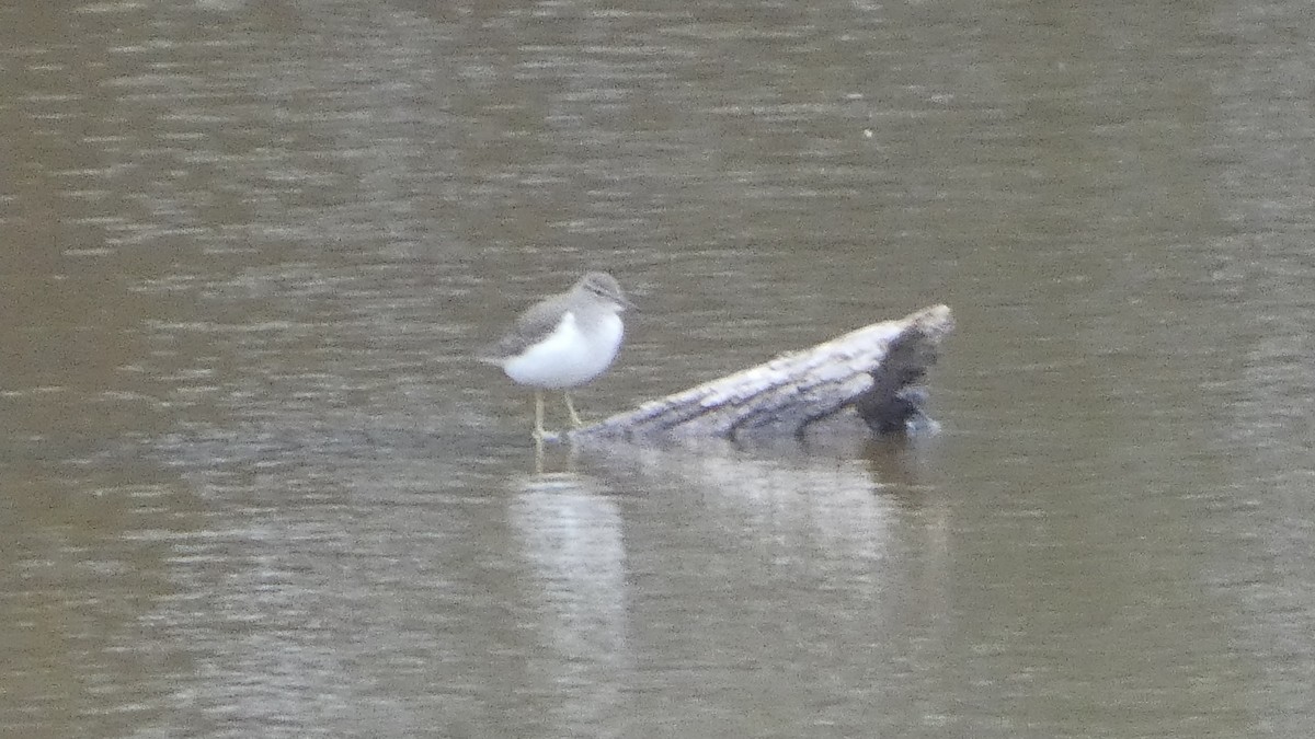 pisík americký - ML646529463