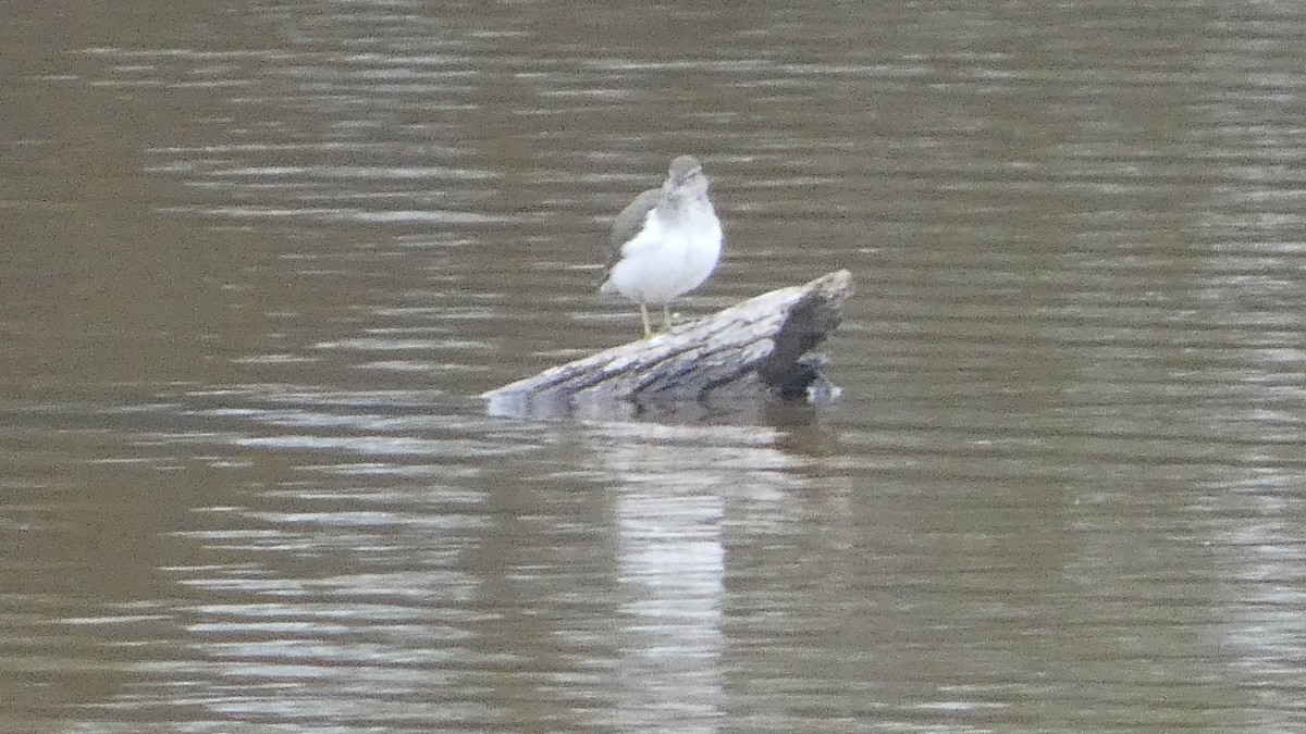 pisík americký - ML646529464