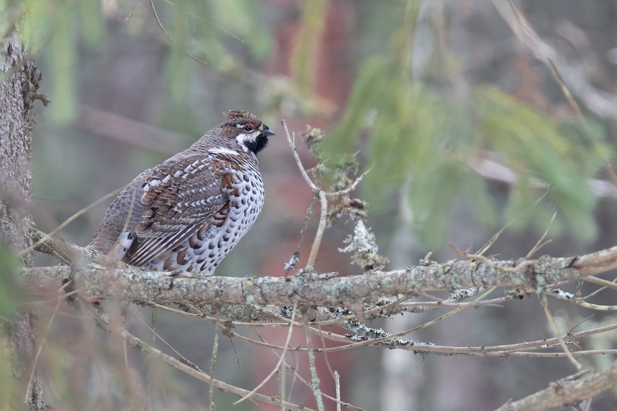 Hazel Grouse - ML646529465