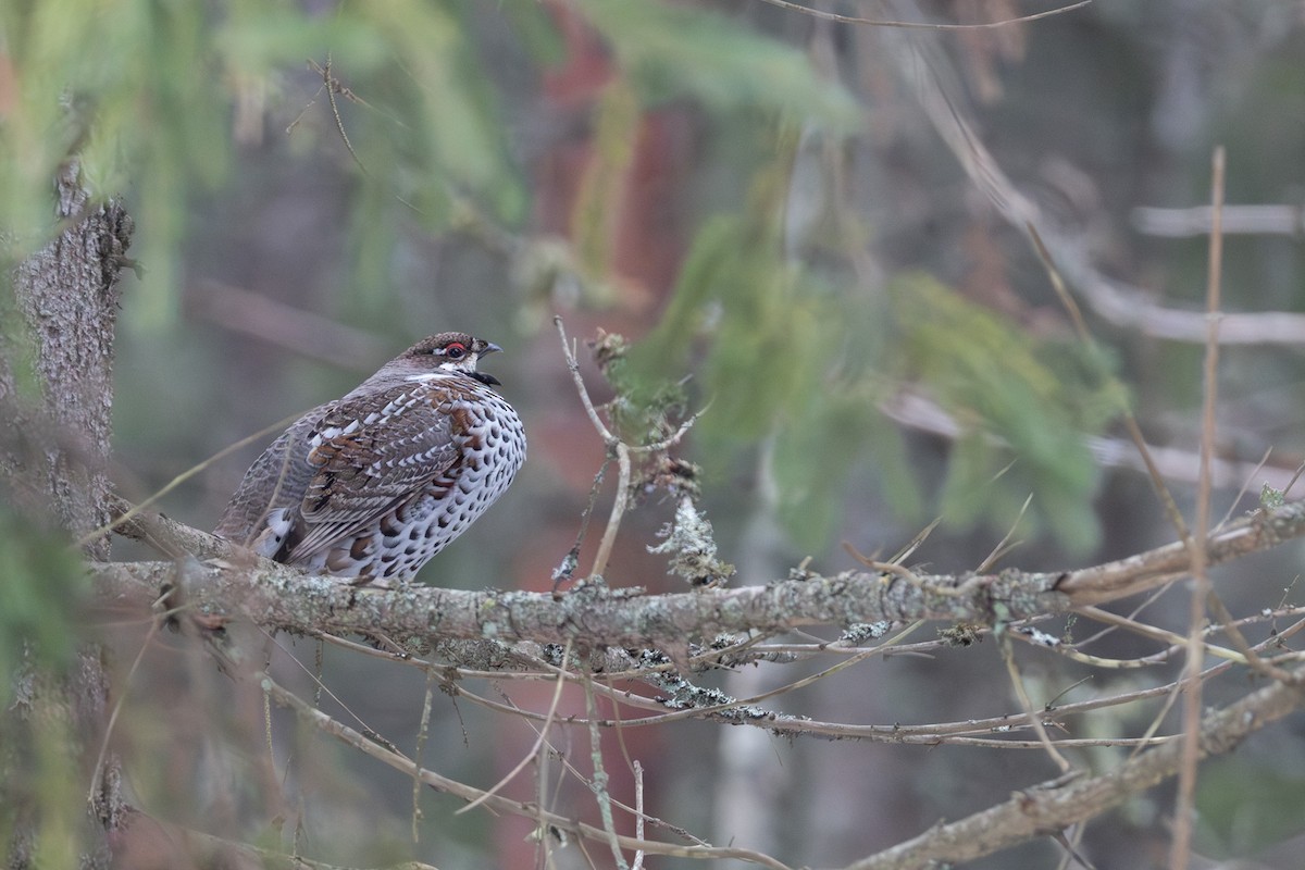 Hazel Grouse - ML646529466