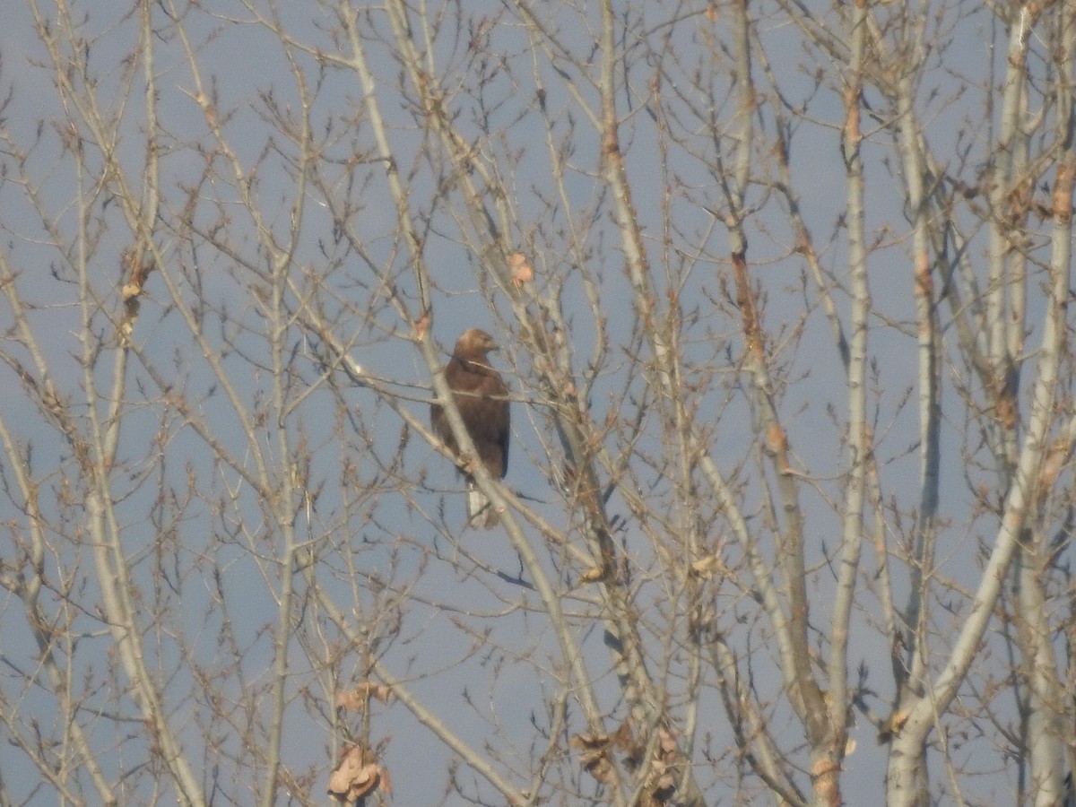 káně bělochvostá - ML646529474