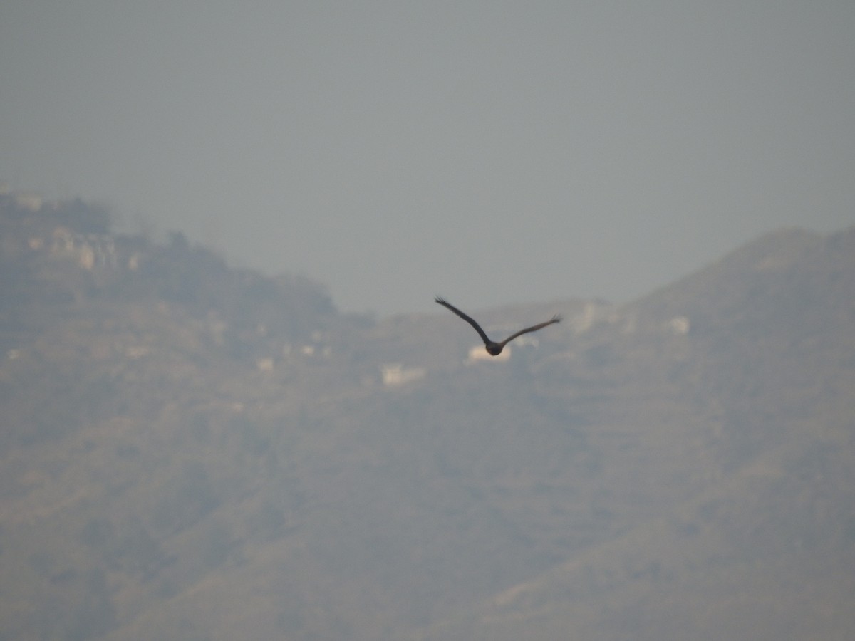 káně bělochvostá - ML646529475