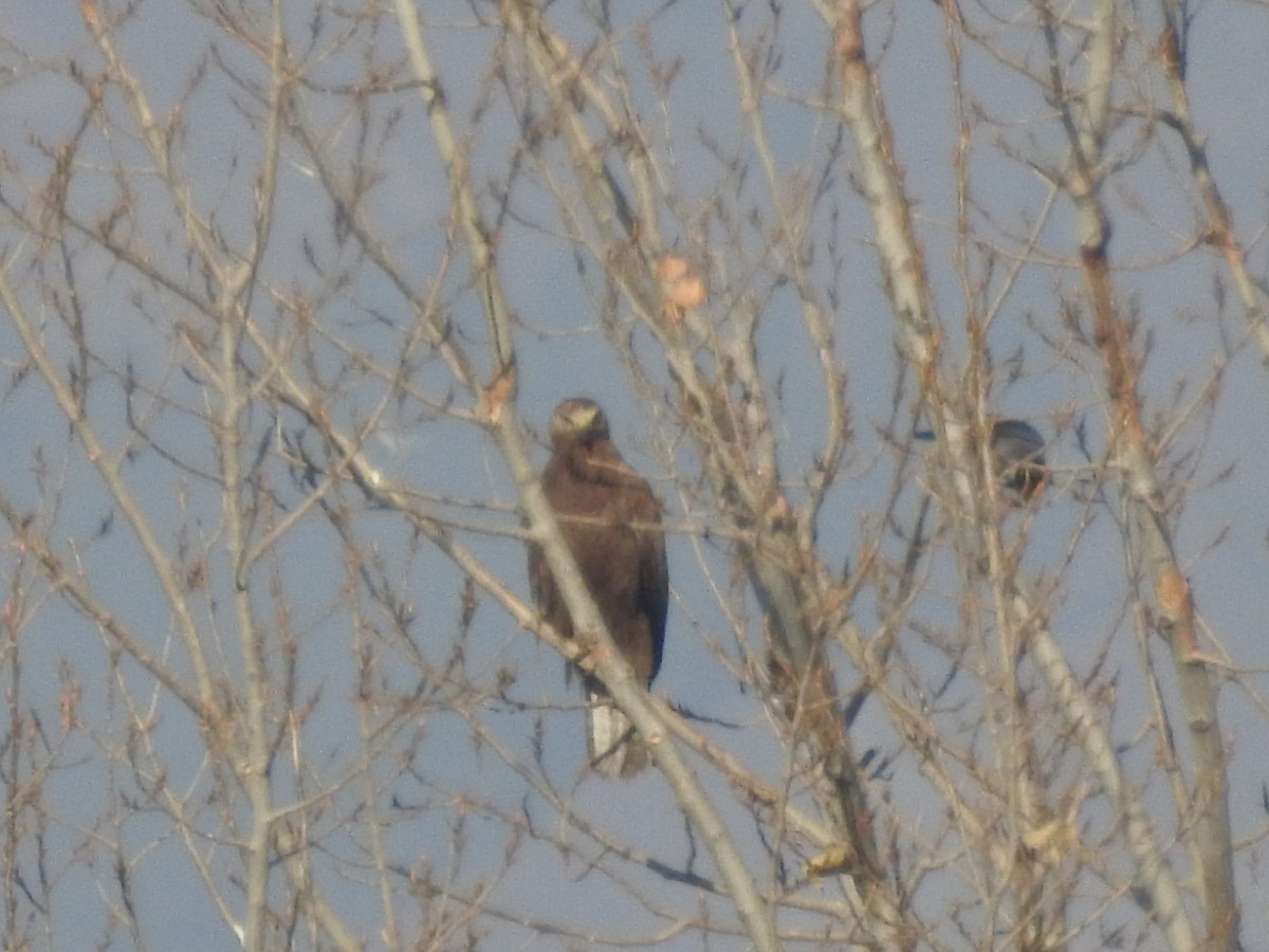 káně bělochvostá - ML646529476