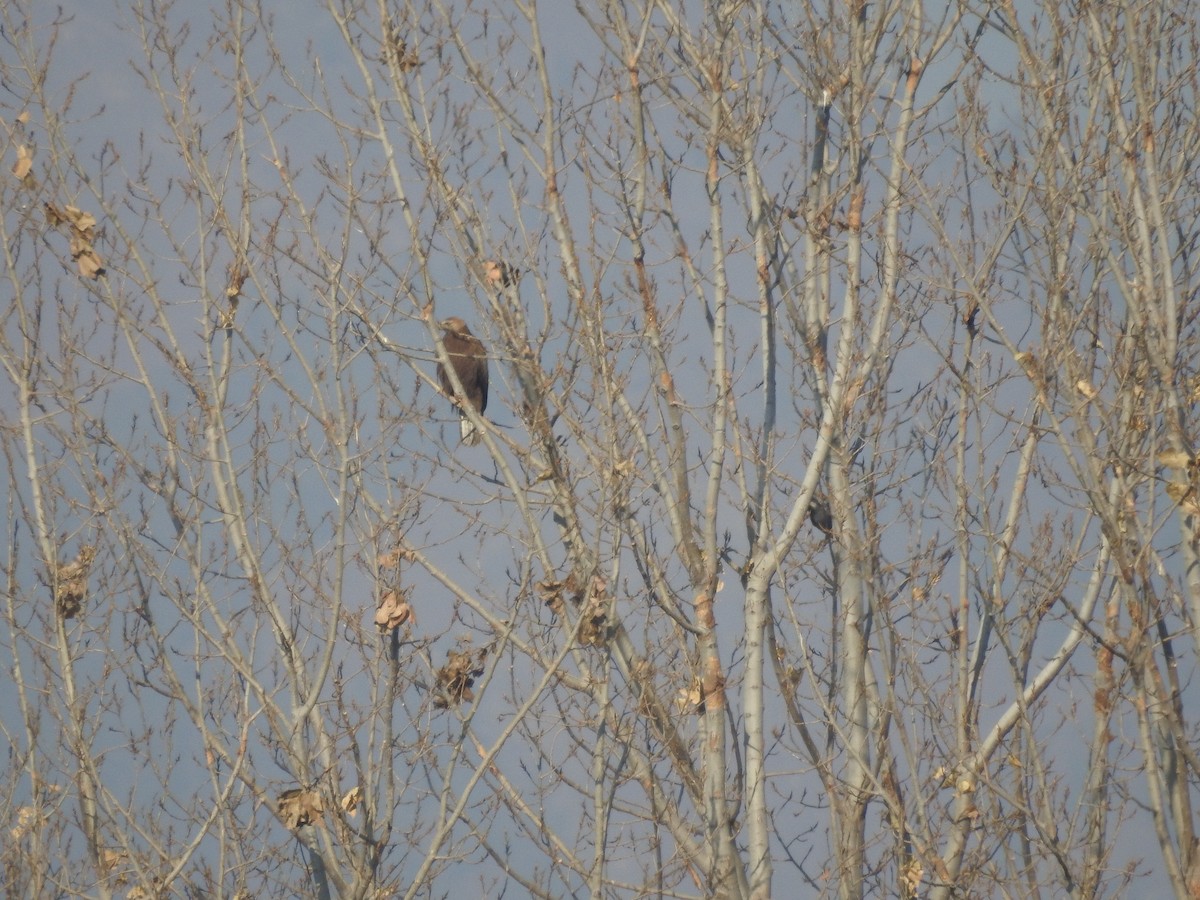 káně bělochvostá - ML646529477