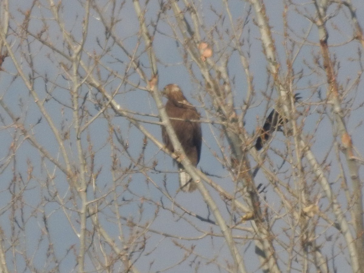 káně bělochvostá - ML646529478