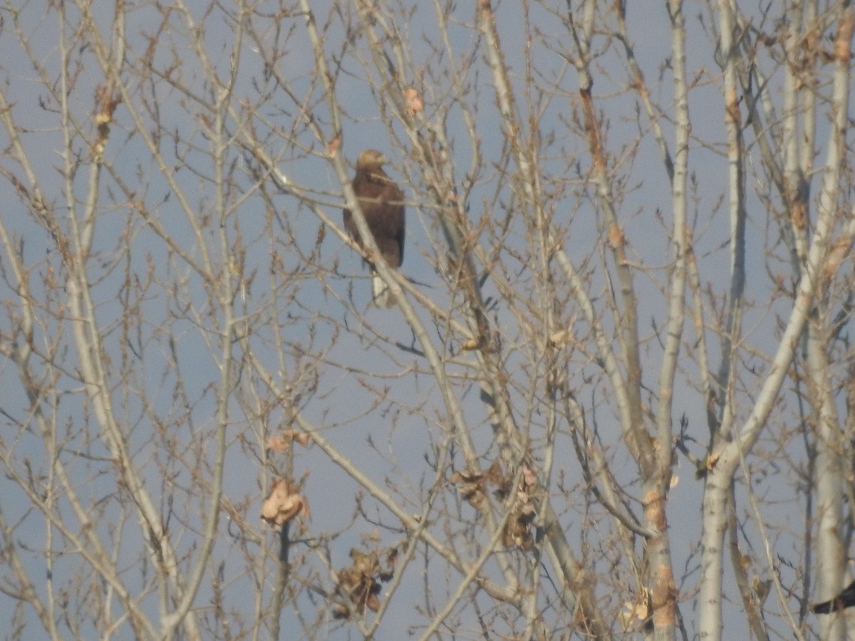 káně bělochvostá - ML646529479