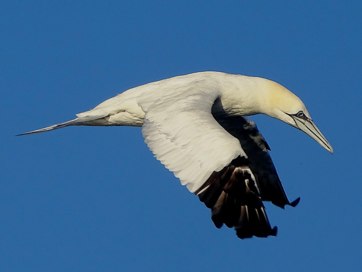 Northern Gannet - ML646529480