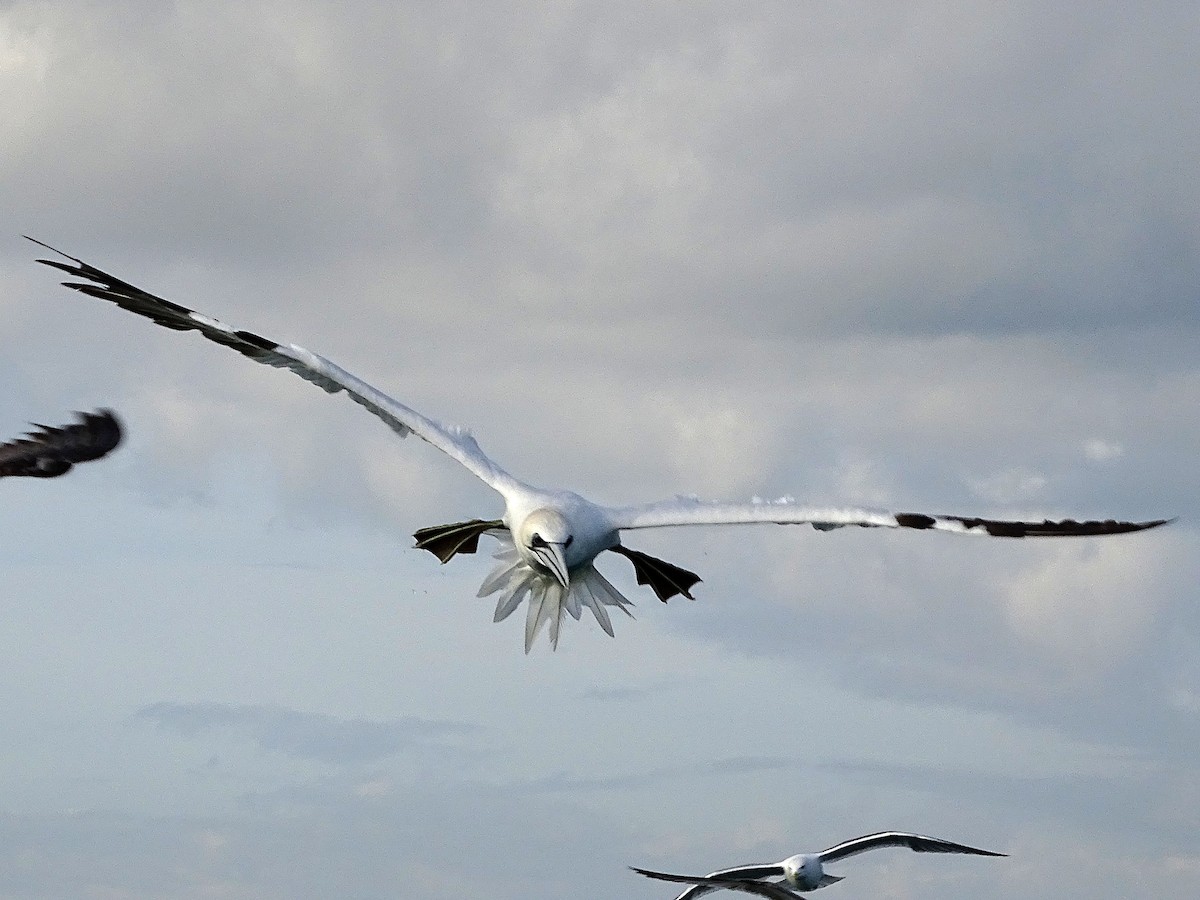 Northern Gannet - ML646529481