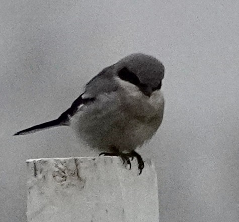 amerikavarsler - ML646529482