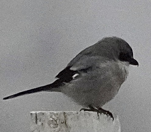 amerikavarsler - ML646529483