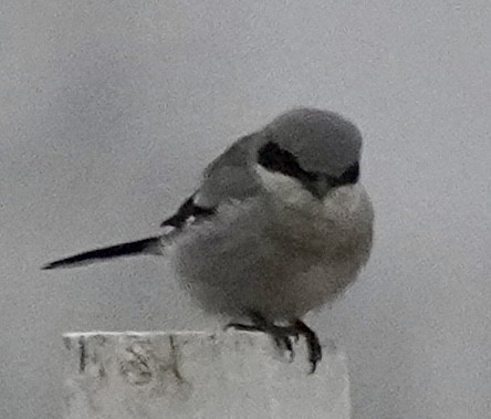 amerikavarsler - ML646529484