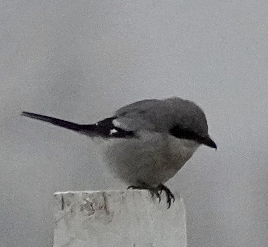 amerikavarsler - ML646529485