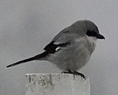 amerikavarsler - ML646529486