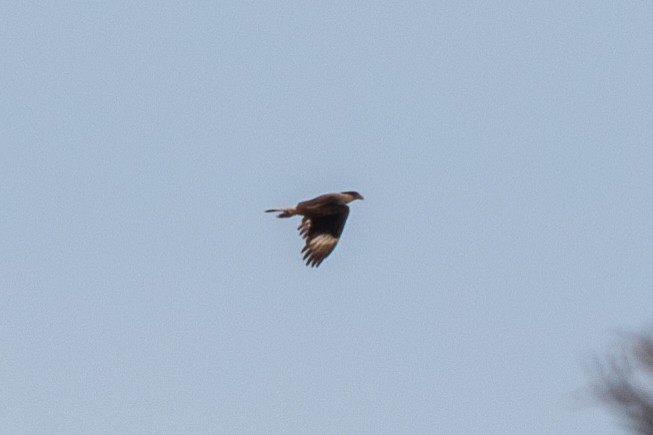 Crested Caracara - ML646529487