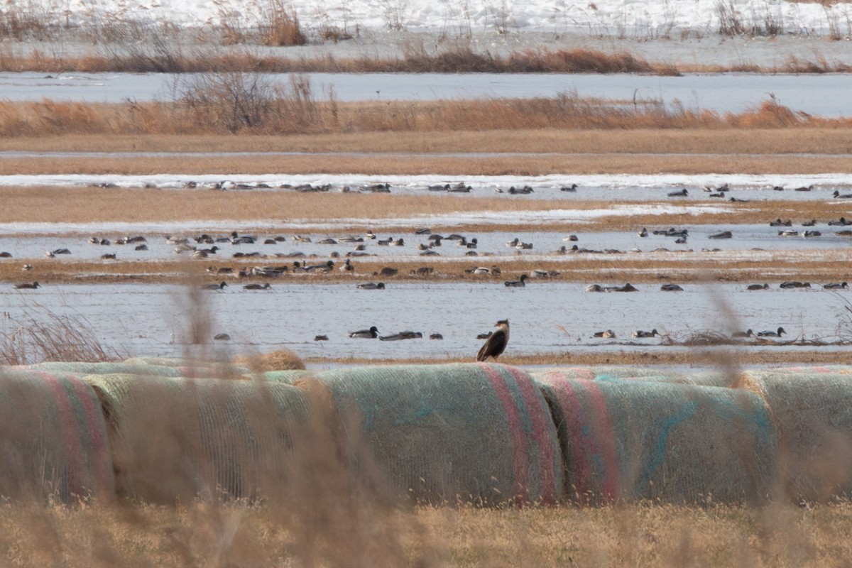 Crested Caracara - ML646529488