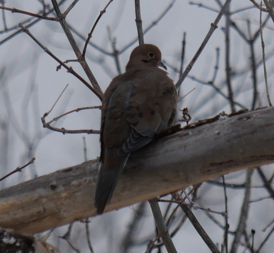 Mourning Dove - ML646529490