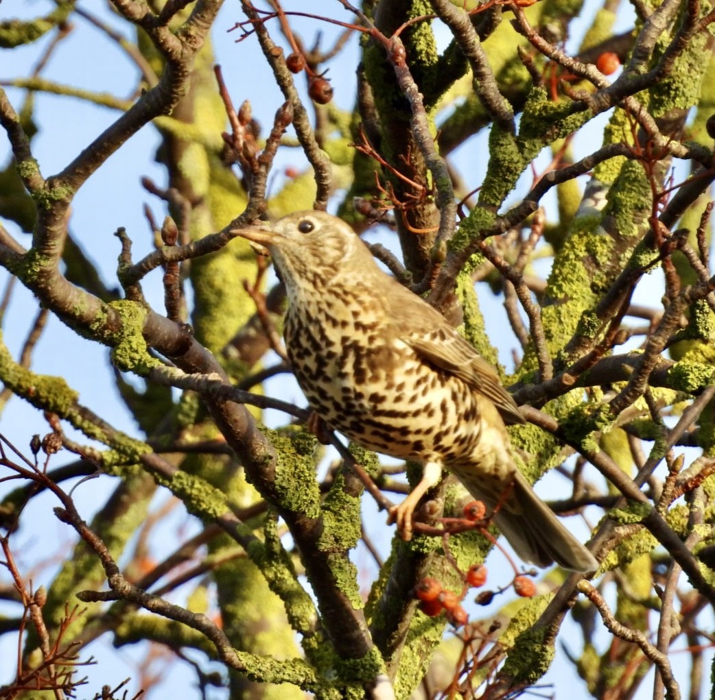 Grive draine - ML646529492