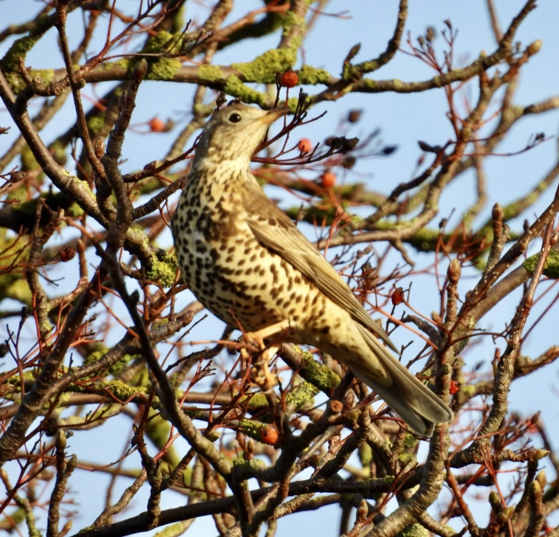 Grive draine - ML646529493