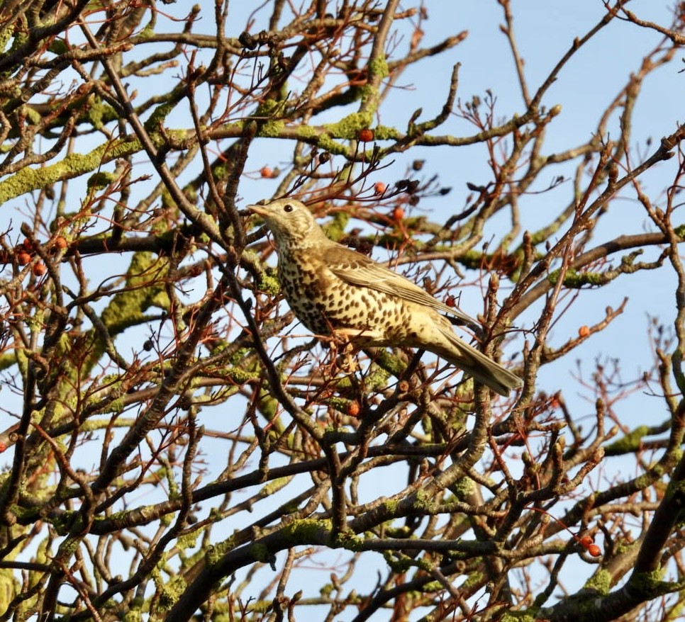 Grive draine - ML646529494