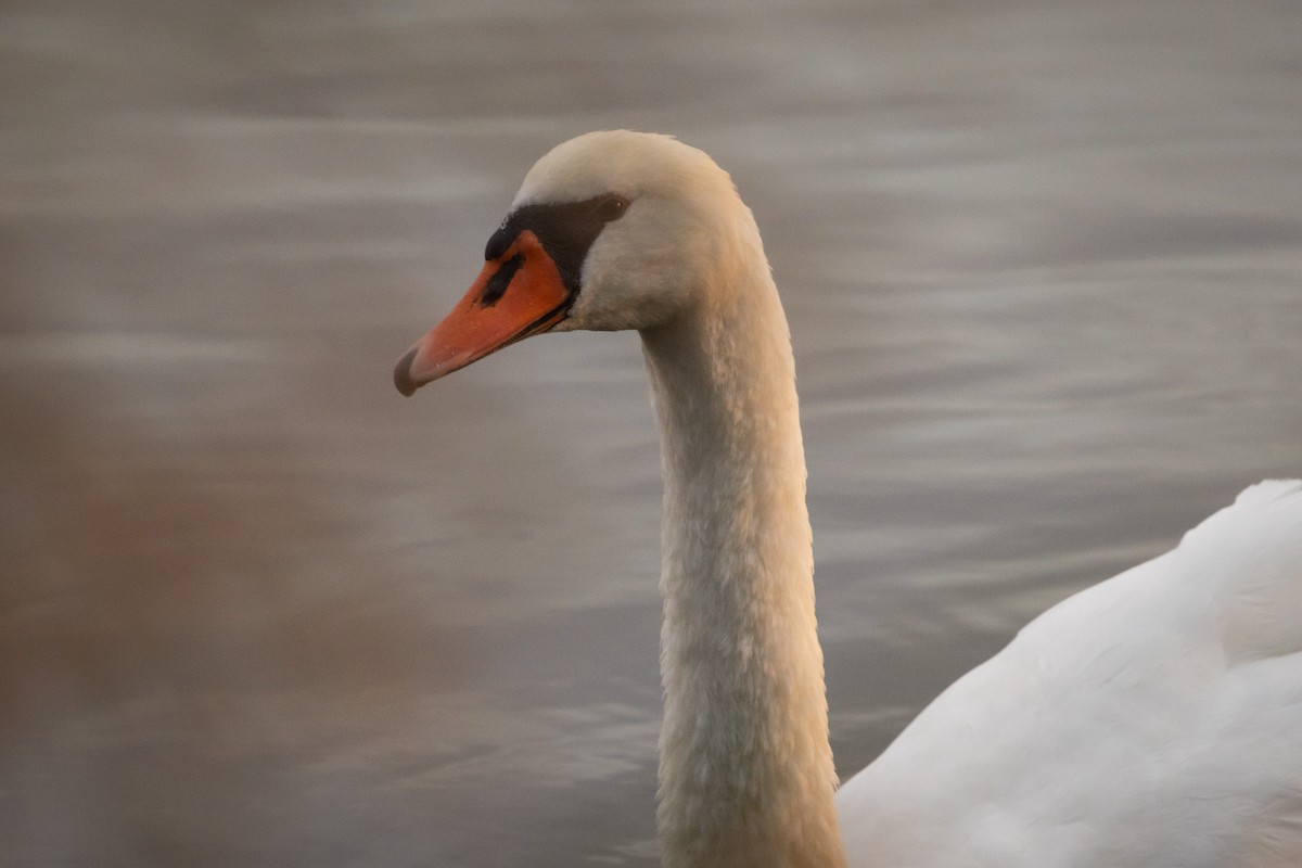 Лебідь-шипун - ML646529495