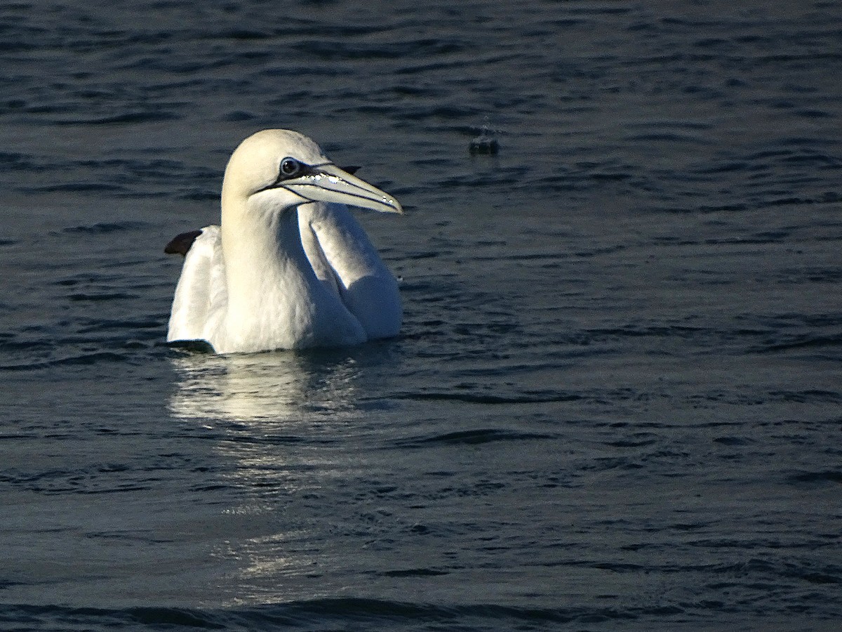 Northern Gannet - ML646529496