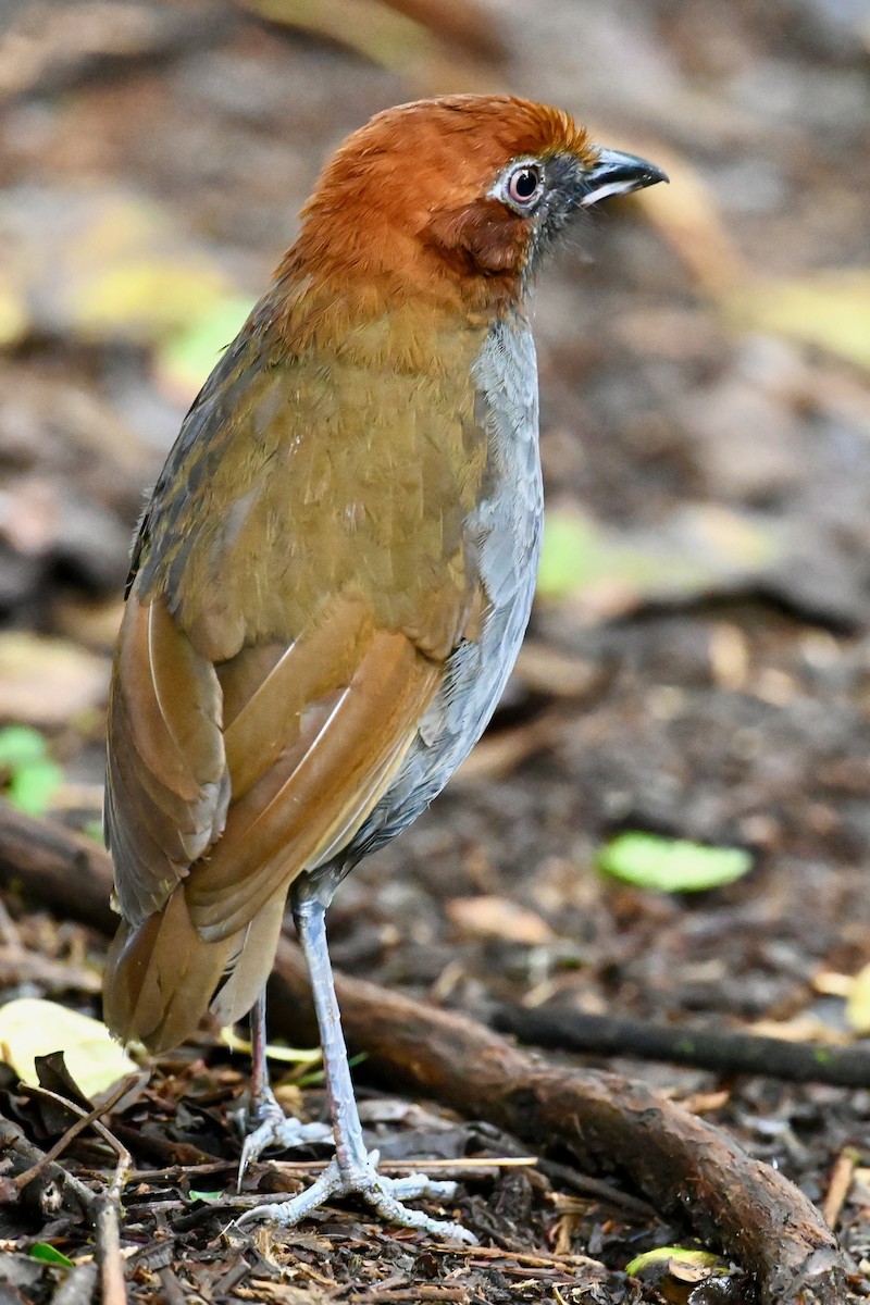 Chestnut-naped Antpitta - ML646529497