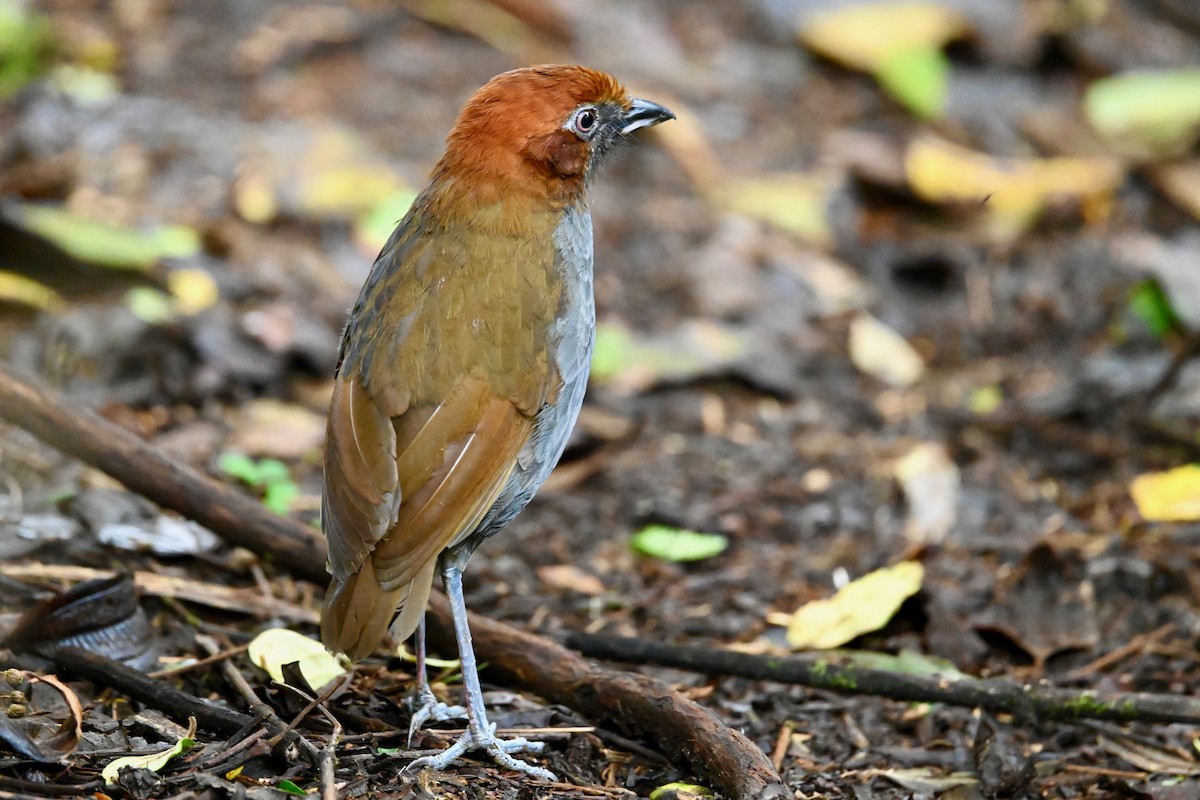 Chestnut-naped Antpitta - ML646529498