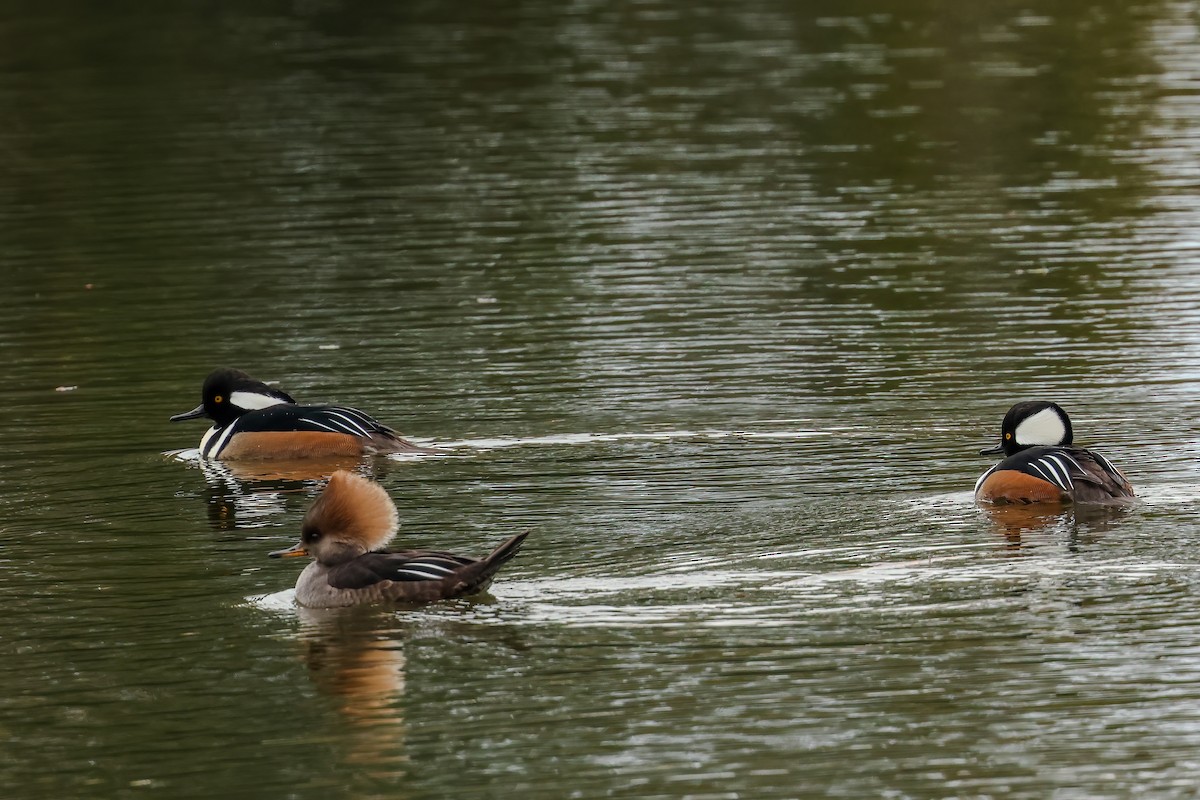 Hooded Merganser - ML646529500
