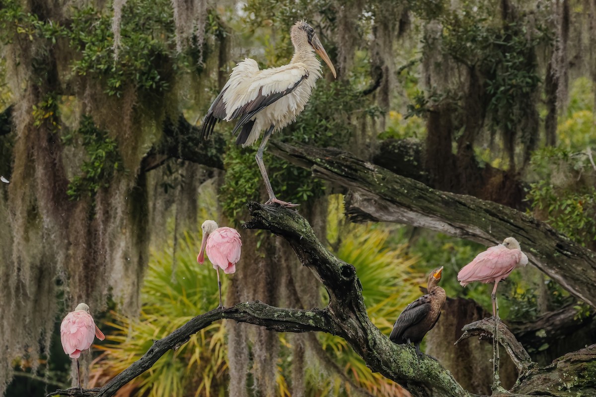 Waldstorch - ML646529502