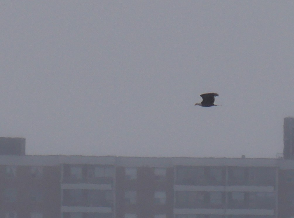 Bald Eagle - ML646529503